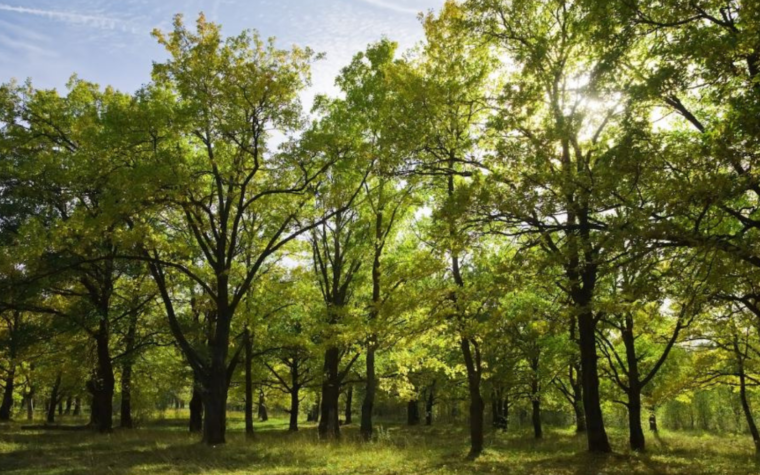 Trees for future et la foret mosaique une foret plus resiliente cover